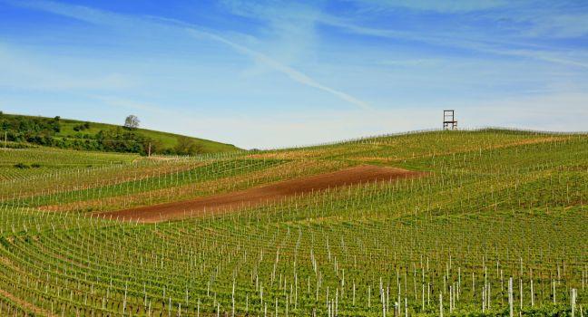Vineyards of the Kaiserstuhl region, Baden-Wurttemberg, Germany with the symbol of the cultivation area, a big chair; 
