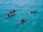 A pod of wild Spinner Dolphins observed on the West coast of Oahu.