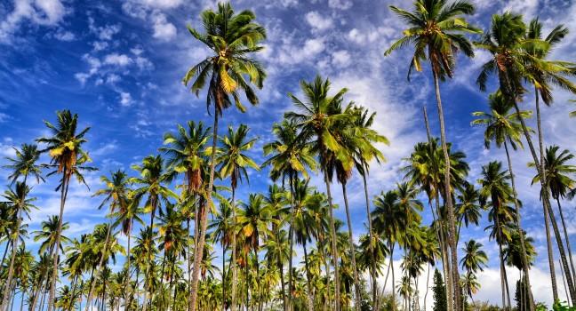 Coconut Coast Kauai, Hawaii; 