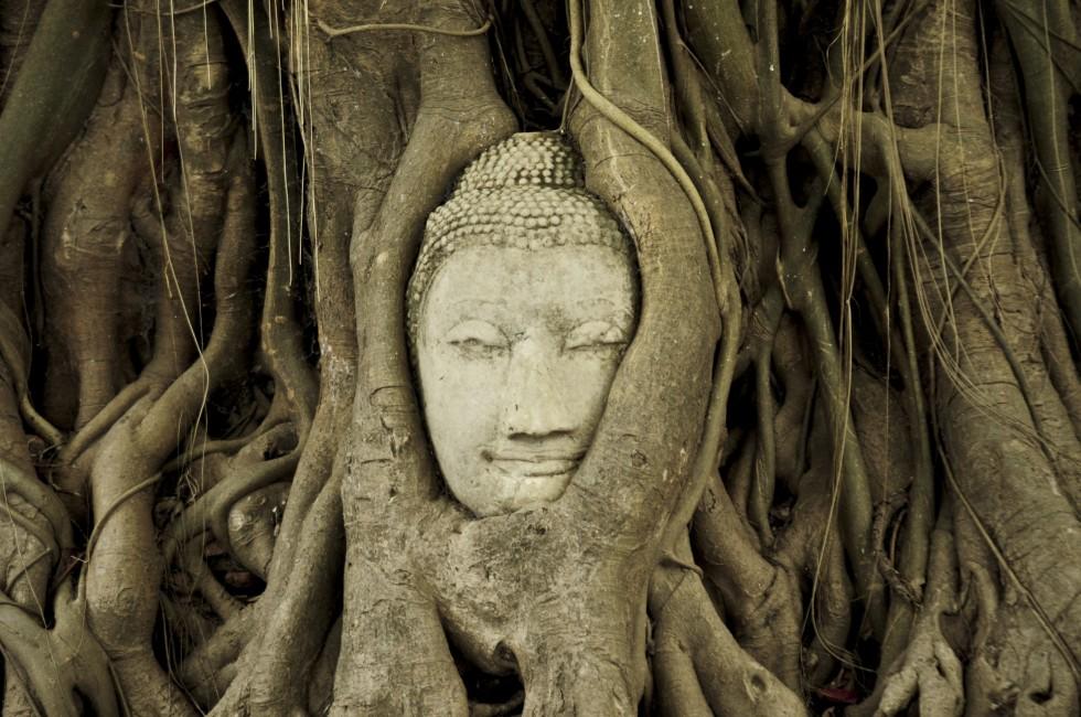 Head of Sandstone Buddha in The Tree Roots at Wat Mahathat, Ayutthaya, Thailand.