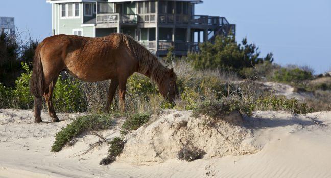 Wild horses graze in the protected northern tip of the Outer Banks in Corolla, North Carolina among the houses.