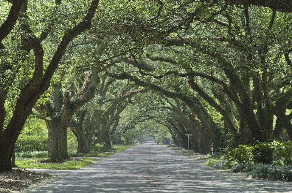 Oak canopied South Boundary Street in Aiken, South Carolina.; Shutterstock ID 146874212; Project/Title: AARP; Downloader: Melanie Marin