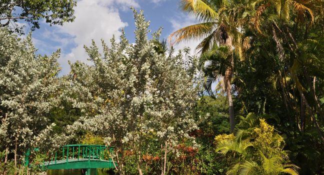 Garden of the Groves, Freeport, Bahamas