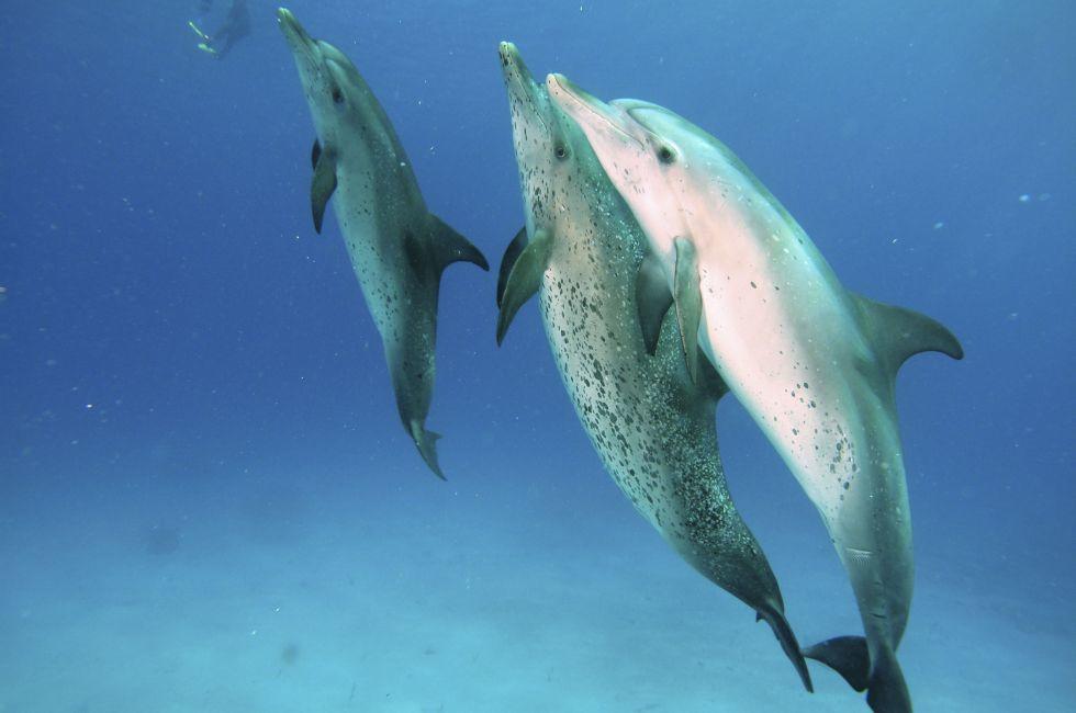 Spotted Bottlenose Dolphins