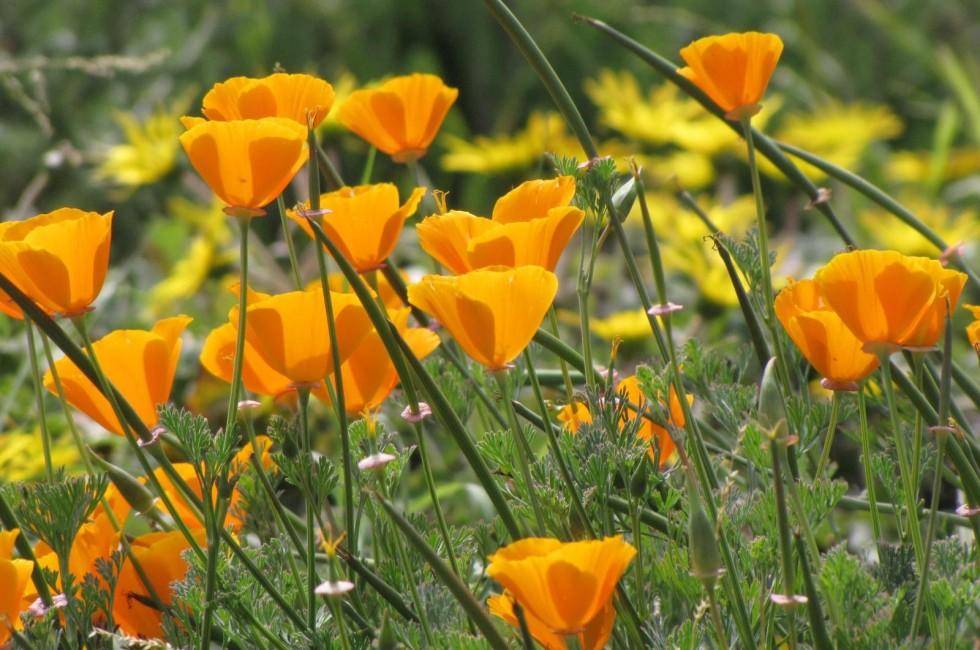 California Poppies. In Ina Coolbrith Park in San Francisco