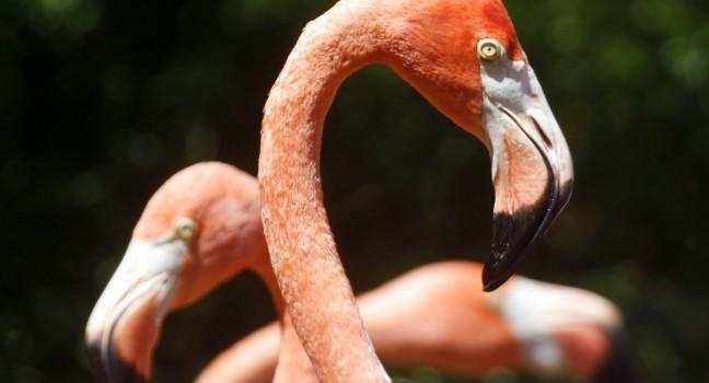 Flamingos, Bermuda Aquarium, Museum & Zoo, Flatts Village, Bermuda, Caribbean 