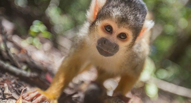 A baby squirrel monkey peers into the lens