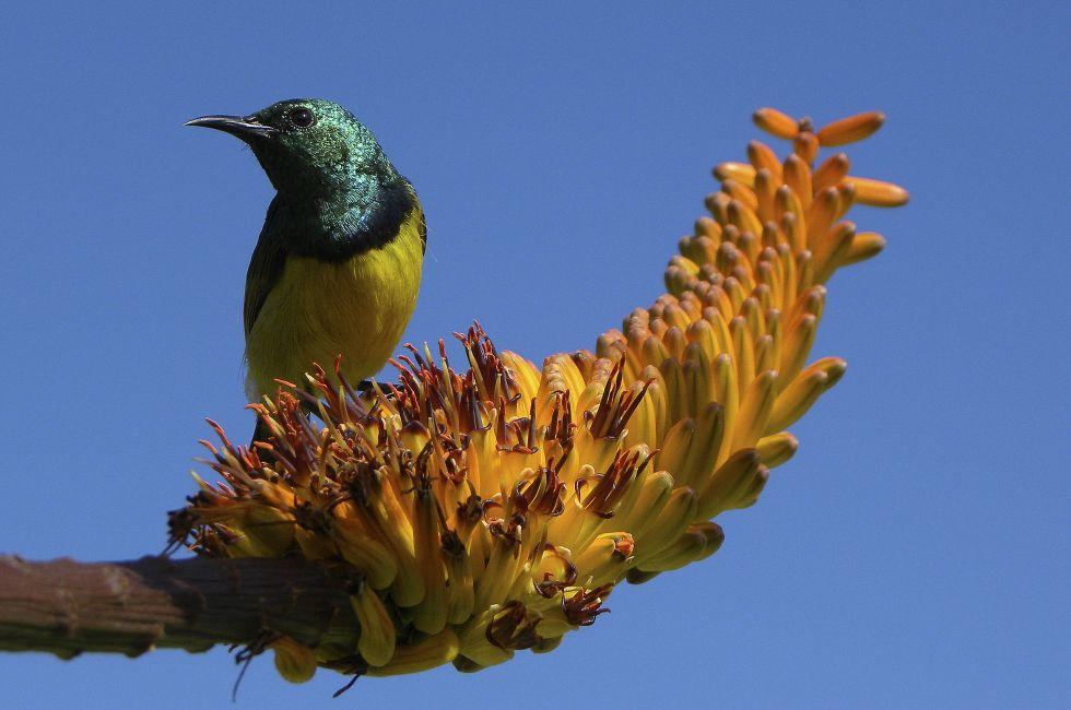 Collared sunbird sitting on aloe flower, Kruger National Park, South Africa; 