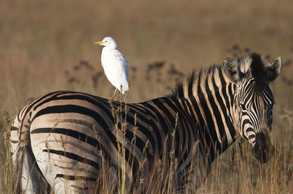 A cattle Egret sitting on the back of a Zebra looking in opposite directions;