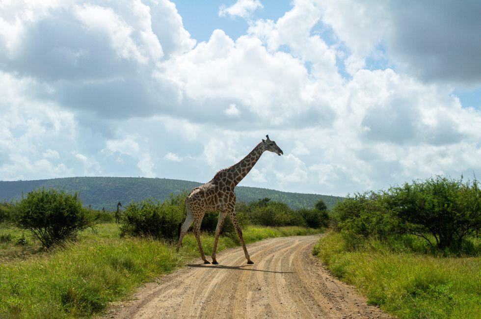 Giraffe crossing road in Kruger national park, animals of South Africa 