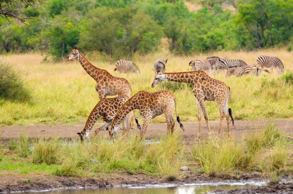 Giraffe Drinking Water - Kruger National Park