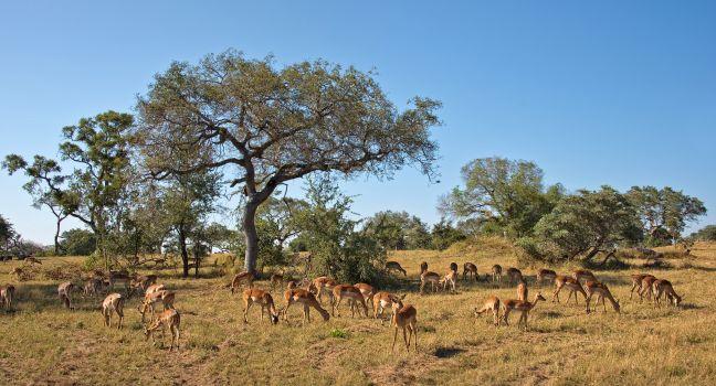 Impalas, South Africa
