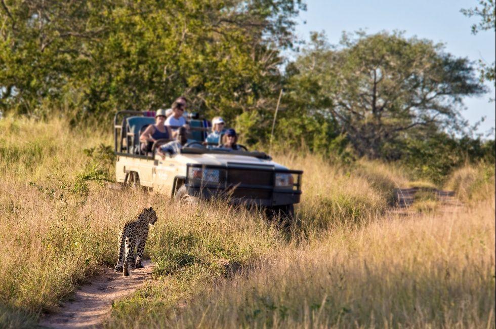 Tourists observing a female leopard, South Africa