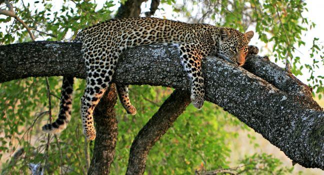 Wild african leopard in tree; 