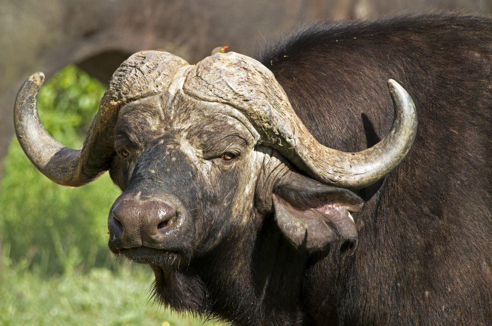 Close-up of African buffalo, one of the big five; Shutterstock ID 68692006; Project/Title: South Africa ebook; Downloader: Fodor's Travel
