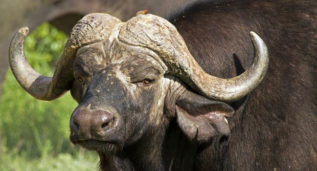 Close-up of African buffalo, one of the big five; Shutterstock ID 68692006; Project/Title: South Africa ebook; Downloader: Fodor's Travel