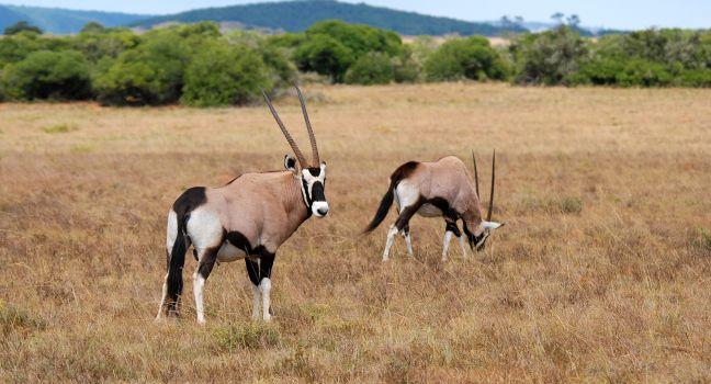Antelope, Oryx, Shamwari Game Reserve, South Africa 