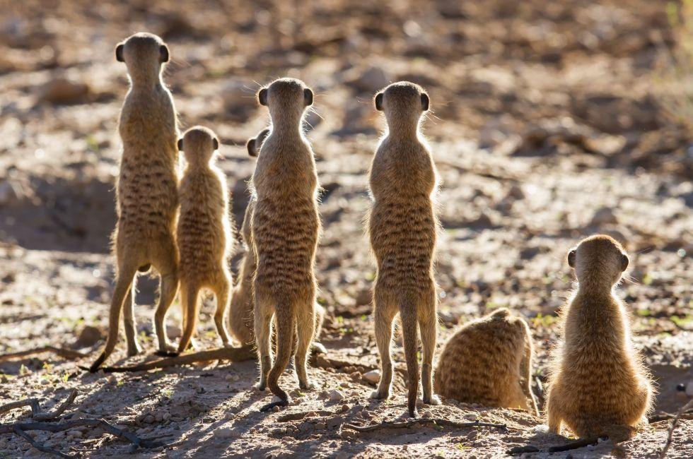 Suricate family standing in the early morning sun back lit looking for possible danger; 