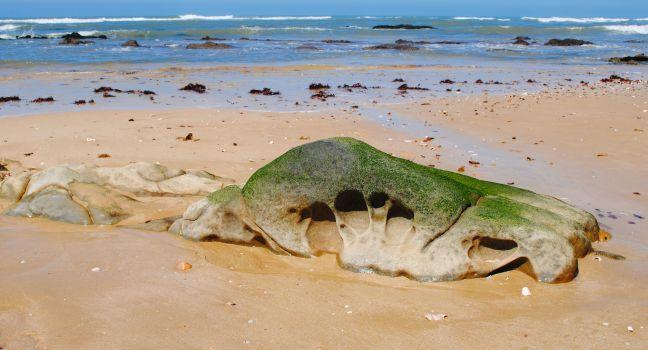 Eroded rock on beach with Algae, Port Alfred, Eastern Cape, South Africa; 
