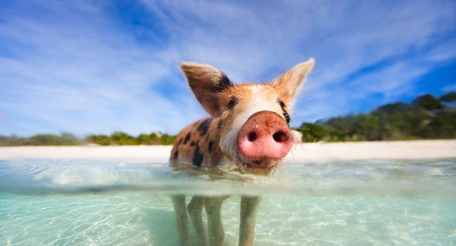 Little piglet in a water at beach on Exuma Bahamas