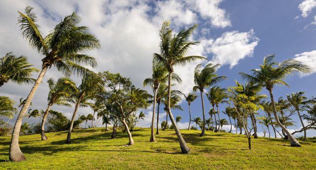 Coconut trees on green field in Governor's Harbour, Eleuthera, Bahamas, Caribbean