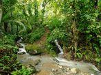 Wild Darien jungle near Colombia and Panama border. Central America.