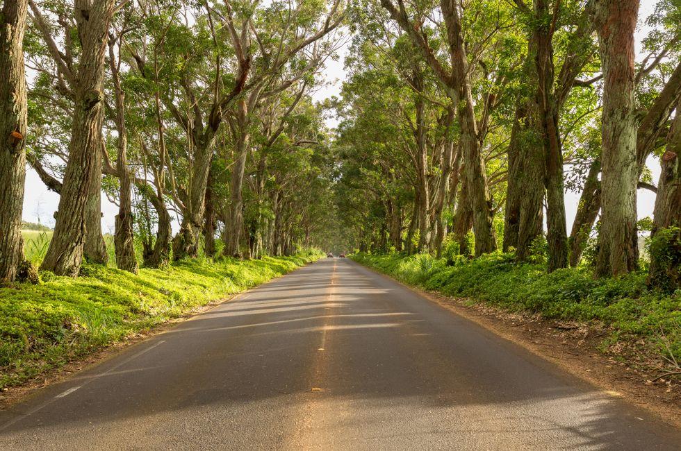 Famous mile long tunnel of Eucalyptus trees along Maluhia Road to Koloa Town, Kauai Hawaii.