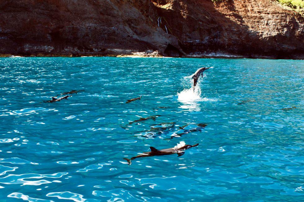 Dolphin pod with one dolphin jumping out of the water on Na Pali Coast.