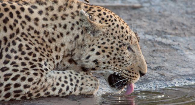 Leopard, Linyanti Reserve, Linyanti, Botswana