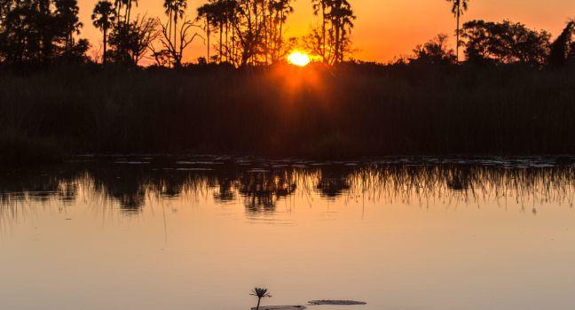 Sunset in the Okavango Delta, Botswana, Africa. 