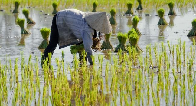 Vietnam women farmer growing rice on the paddy rice farmland. Mekong Delta, Chau Doc, An Giang, Vietnam; 