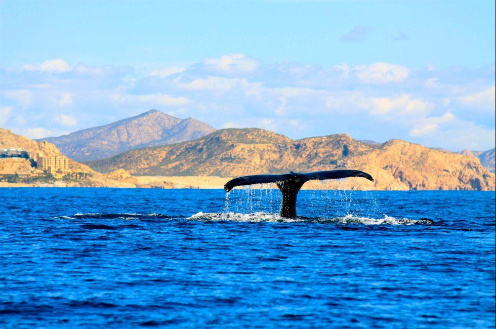 humpback whale tail/ fluke; Shutterstock ID 134877776; Project/Title: Fodor's Los Cabos ebook; Downloader: Fodor's Travel