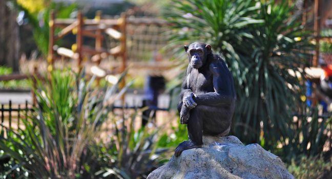 Chimpanzee, Johannesburg, South Africa